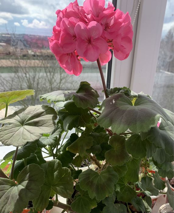 Пеларгонія ( Мушкателька, калачики) червона, біла, рожева