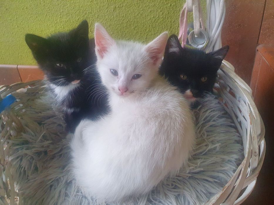 Oddam małe koty czarno-biały, biały