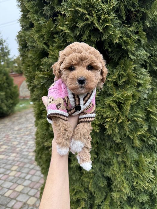 Карамельки мальтіпу чіповані