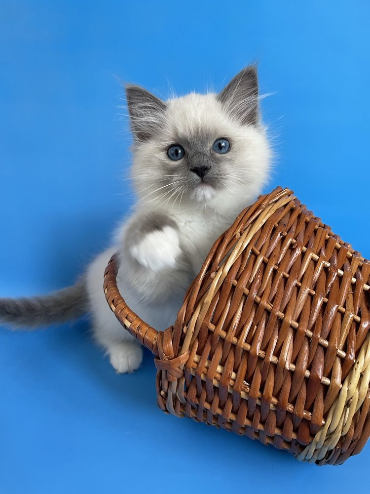Котёнок, регдолл, Ragdoll,