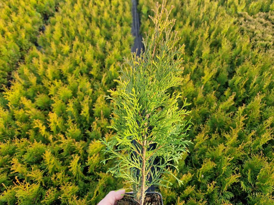 Tuja szmaragd thuja p9 wys. 30-40 cm wiosna 2024 świetokrzyskie