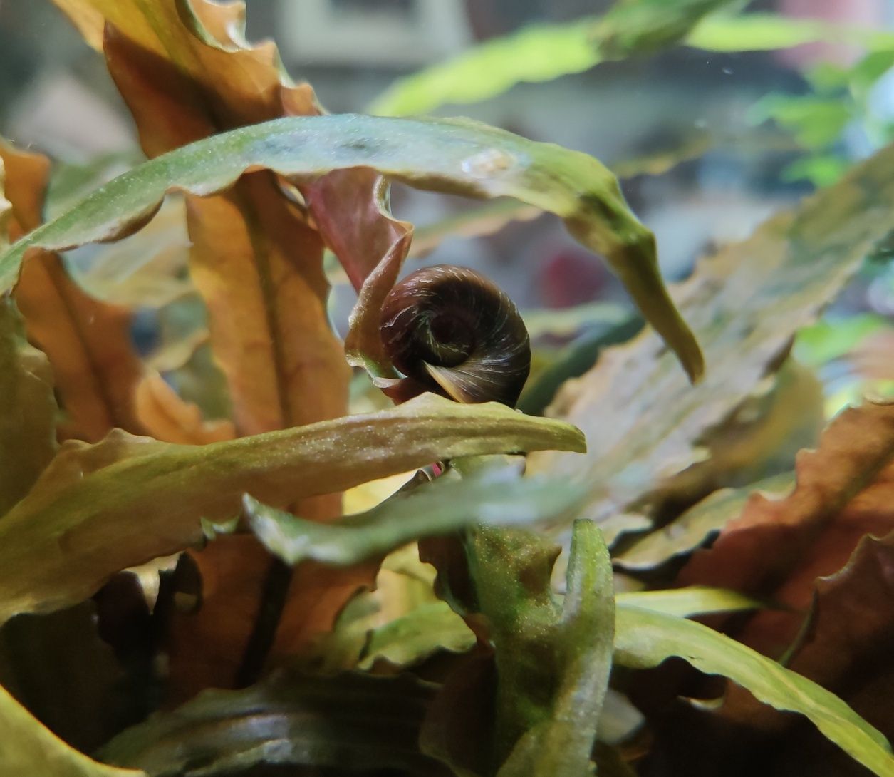 Pożyteczne ślimaki akwariowe - Zatoczek