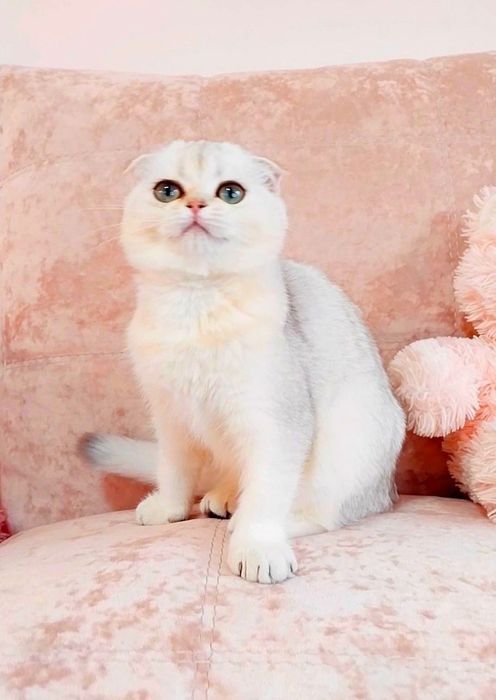 Сама нежность зеленоглазая малышка вислоушка