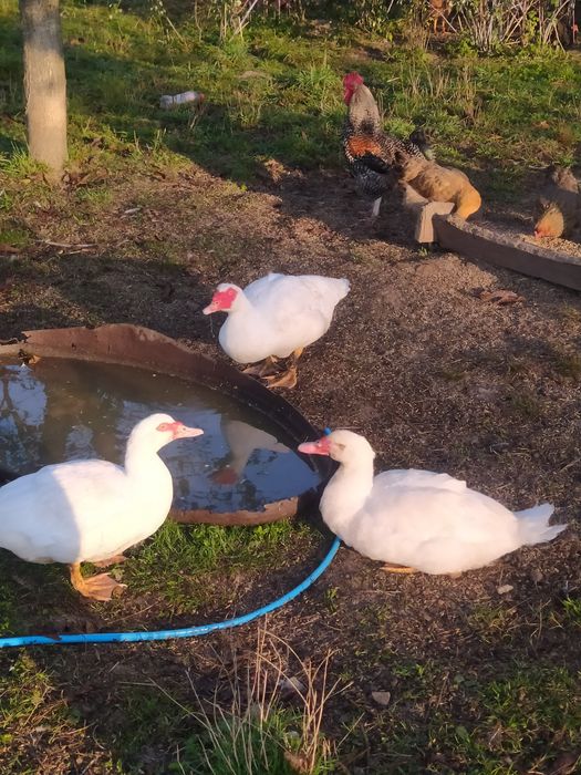 Продам індокачки мускусні