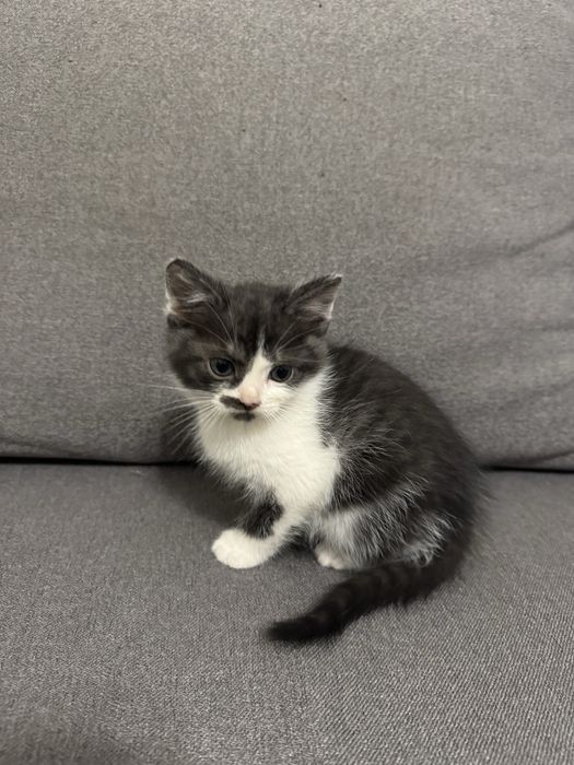 Кошенята(віддам в добрі руки)