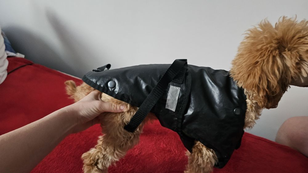 kurtka, bluza, dla psa