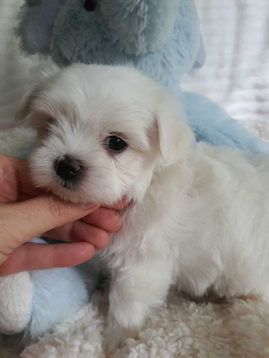 Pieski Maltańczyki Mini z rodowodem, pełna dokumentacja.