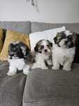 Za darmo oddam dwie suczki shih tzu