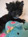 **MAX**Yorkshire terrier black  xxs maleńki do rezerwacji