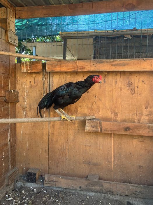 Casal de shamos adulto