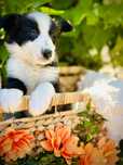 Menino border collie preto e branco