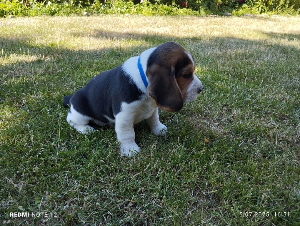 Piękny Beagle Szczeniak