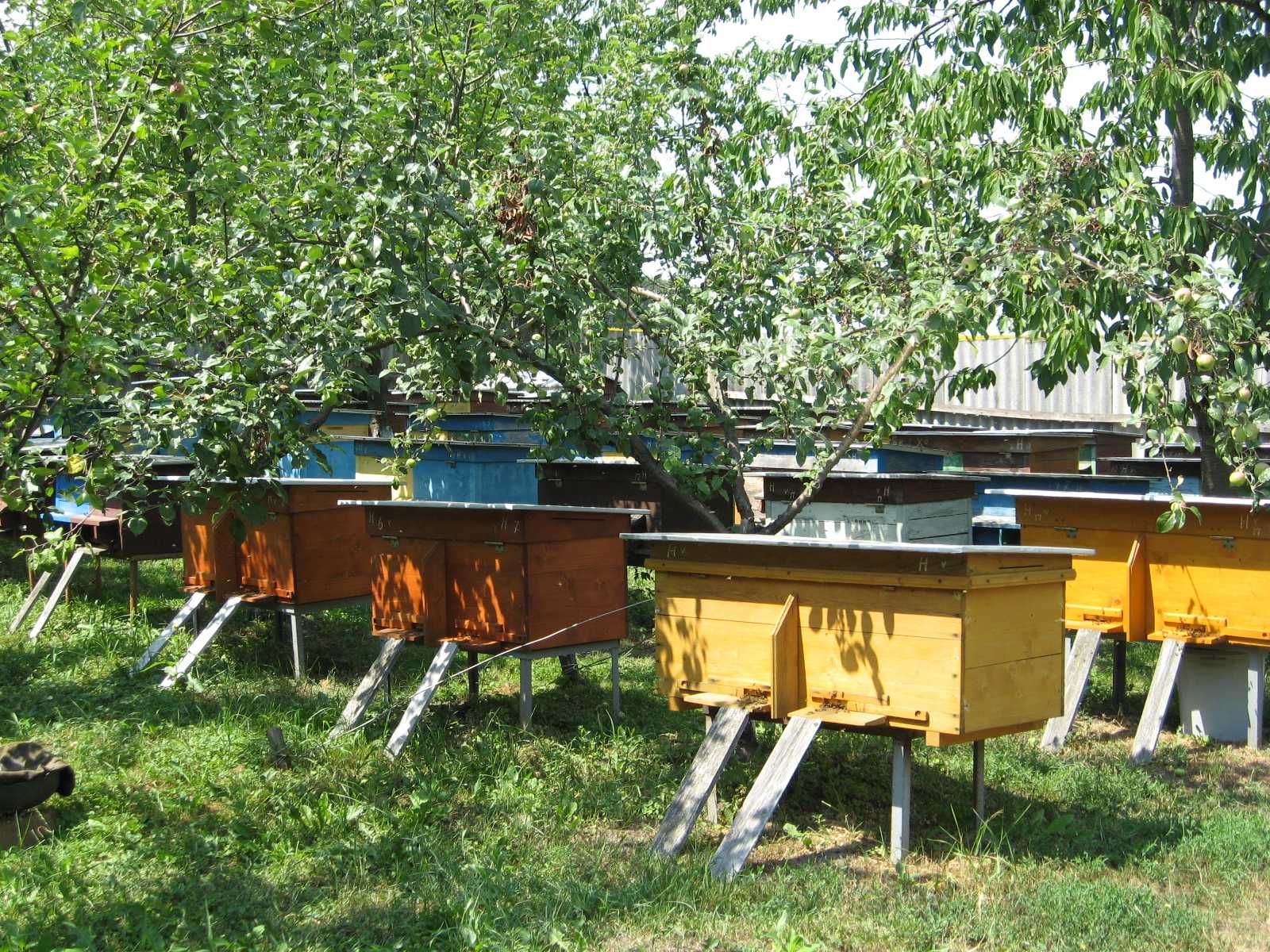 Бджолопакети, пчелопакеты, бджолосім'ї, пчелы. Карпатка. 65 шт.