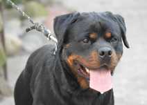 Rottweiler ZKwP/FCI - Samiec - Rezerwacja