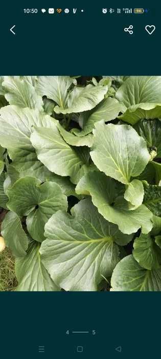 bergenia sadzonka, 5 sztuk