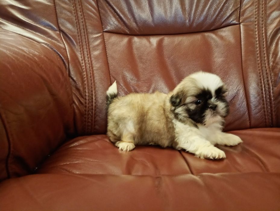 Shih tzu piesek z rodowodem