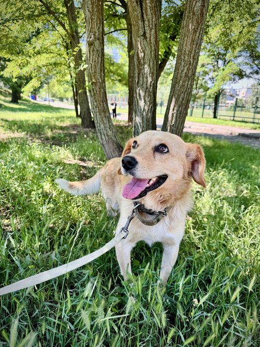 Рудий шукає дім!