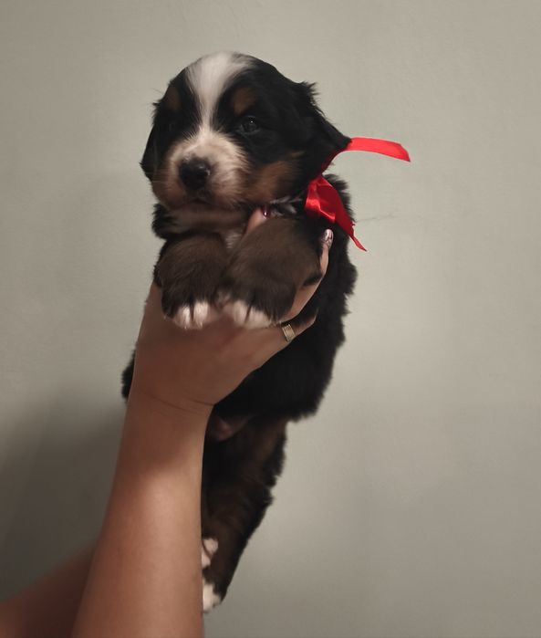 Berneński pies pasterski, chłopiec z metryka FCI / ZKwP po przepadanyc