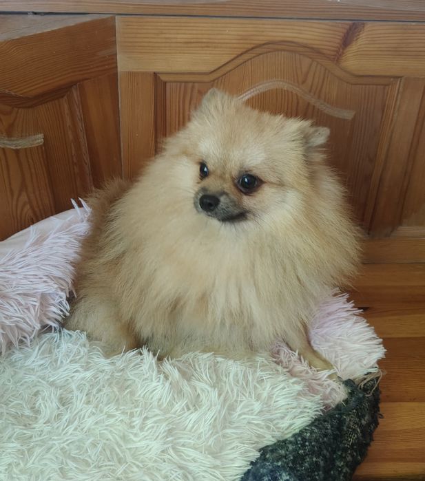 Szpic Miniaturowy / Pomeranian 10 miesiecy