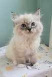 Kocurek ragdoll seal mitted lynx