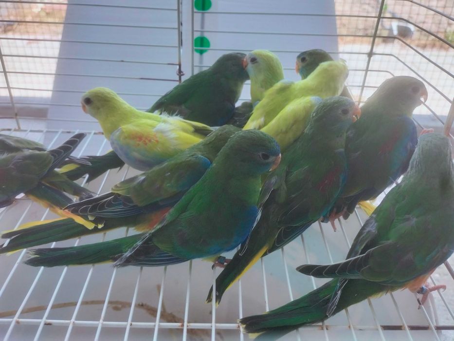 Venda Vários Lotes Periquitos Turquoisines Selvagens e Clássicos