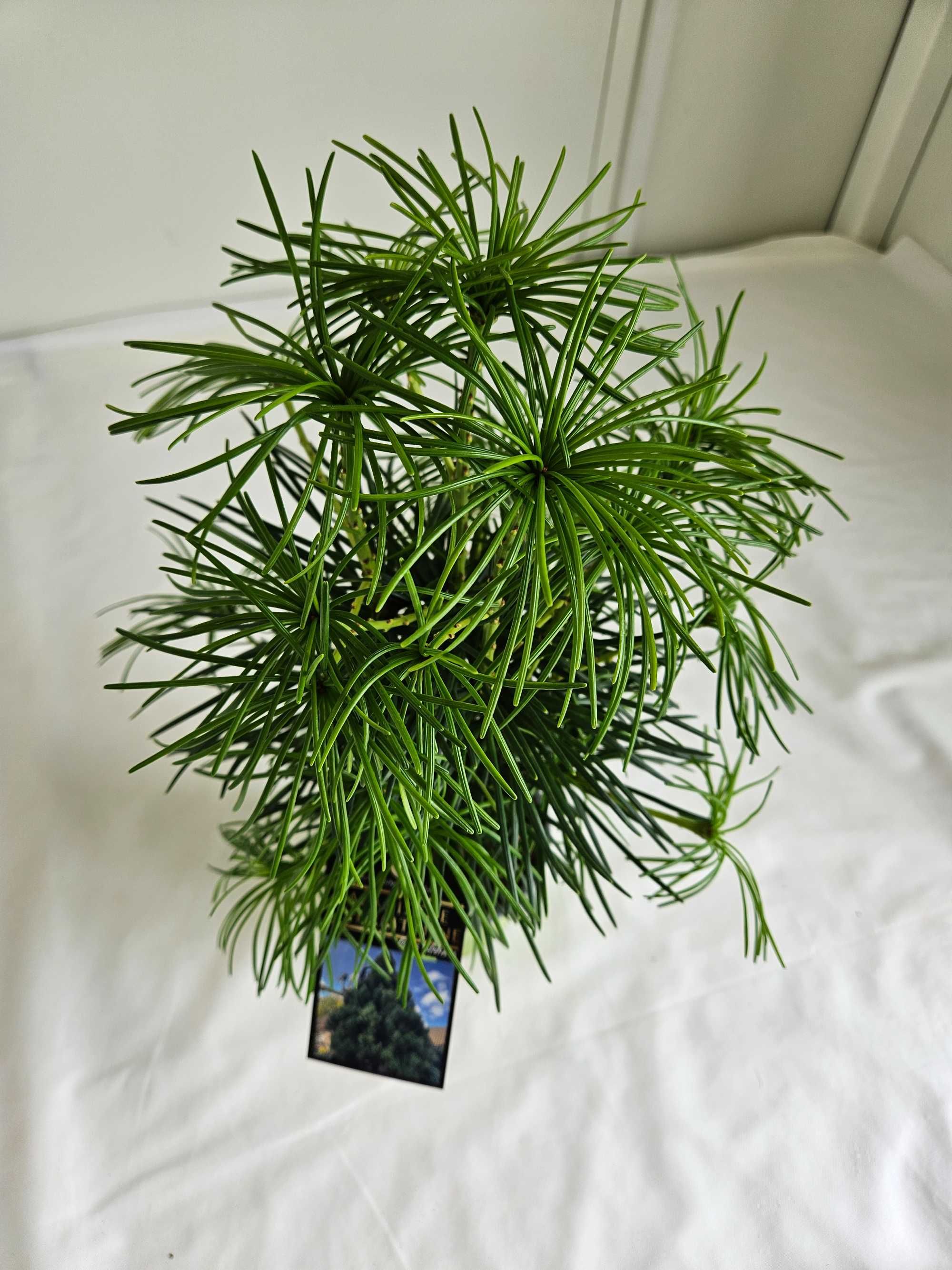 Sośnica japońska (Sciadopitys verticillata) – rzadki iglak