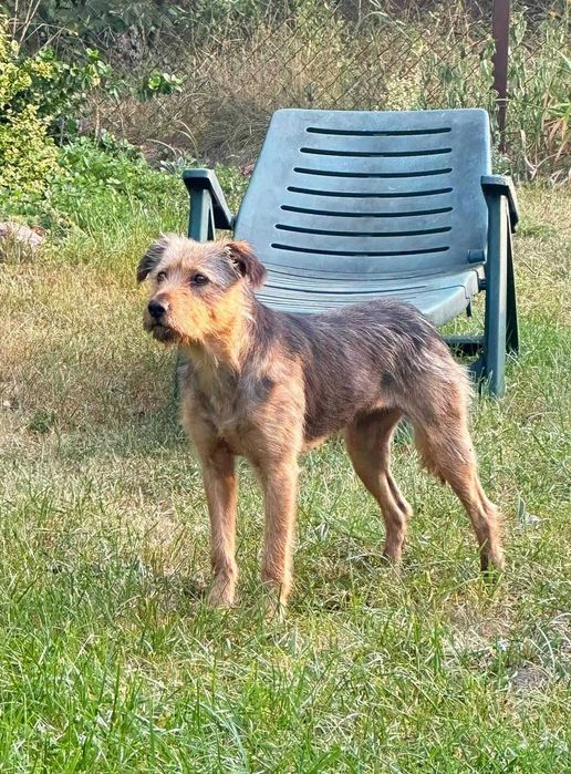 Cudna, młoda, przekochana, bezdomna sunia prosi o dom