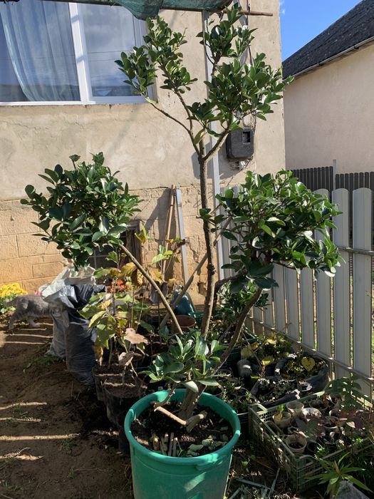 Бересклет японський сформований