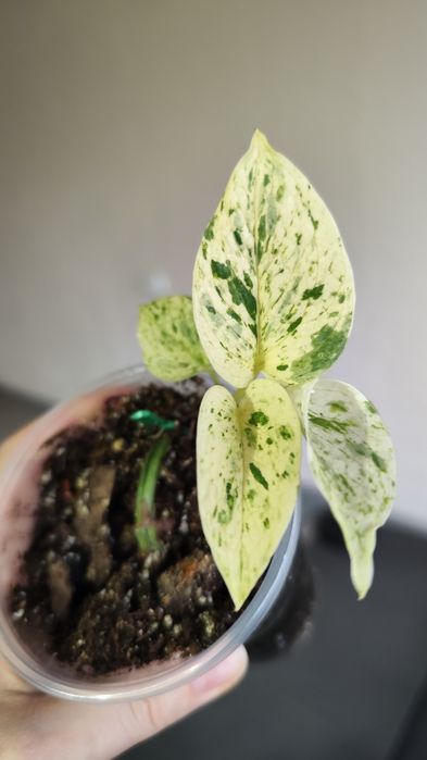 Епіпремнум Сноу квін, snow queen