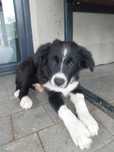 Pies Border Collie