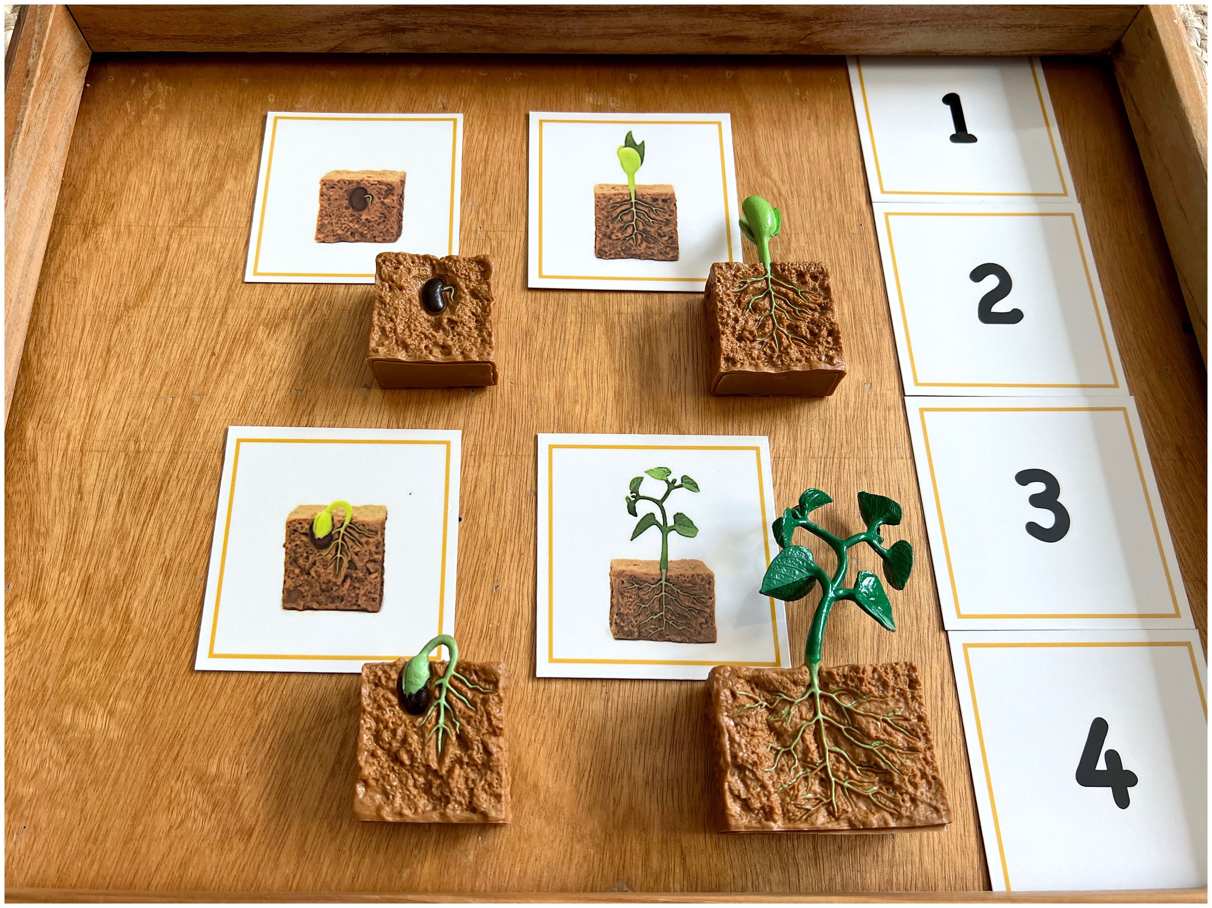 Ciclo de Vida - Feijão - Montessori