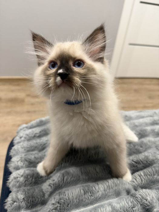 Kot rasy Ragdoll z rodowodem 4 pokoleniowym