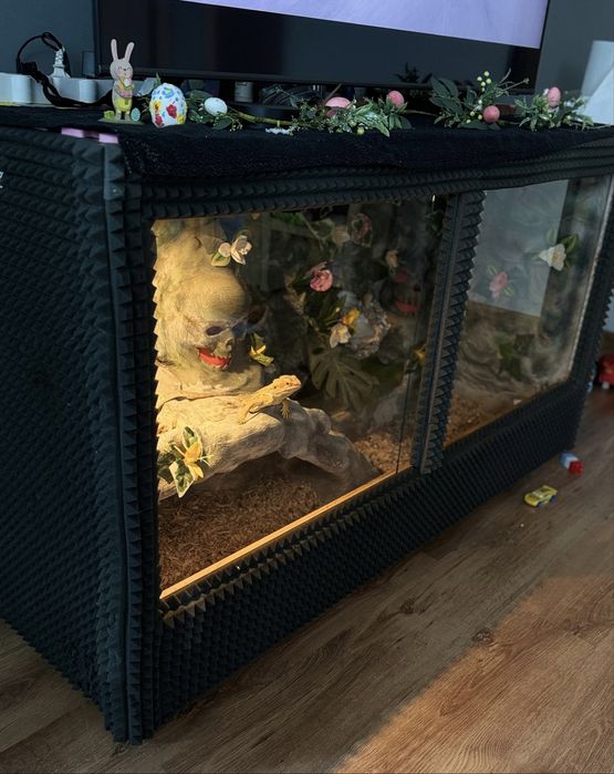 Giga Terarium - Agama - jaszczurki - legwan / sprzedam - zamienie