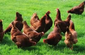 Суточные курочки несушки Ломан Браун, Тетра, цыплята, курчата