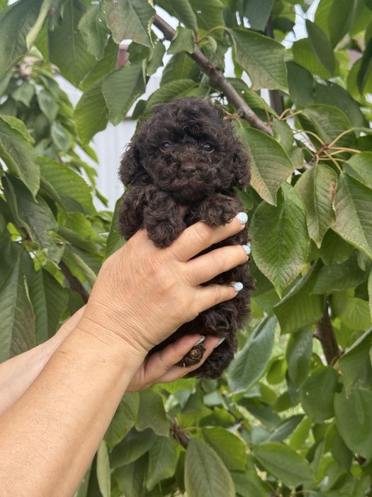 Той пудель хлопчик