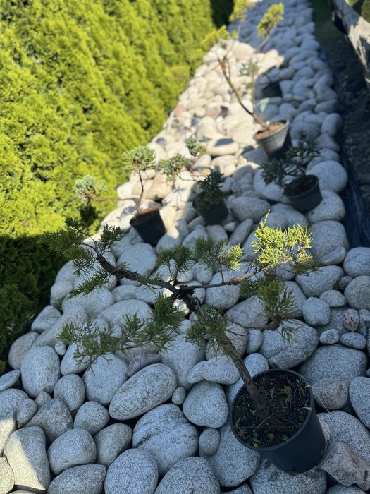 Formowane Bonsai cyprysik, sosna czarna,cis,jałowiec,laurowiśnia,jodła
