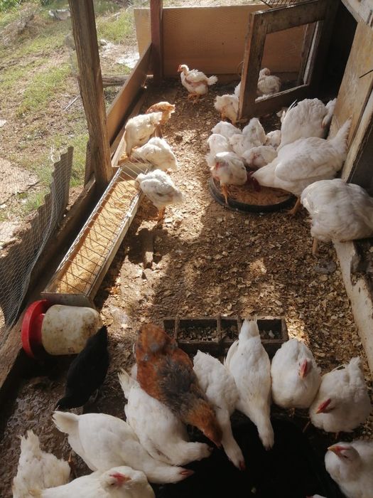 Frangas poedeiras e galinhas