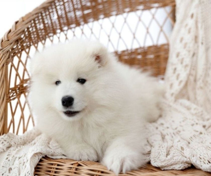 SAMOYED  kwiecień 2026 *Arctic Challenge Poland FCI*