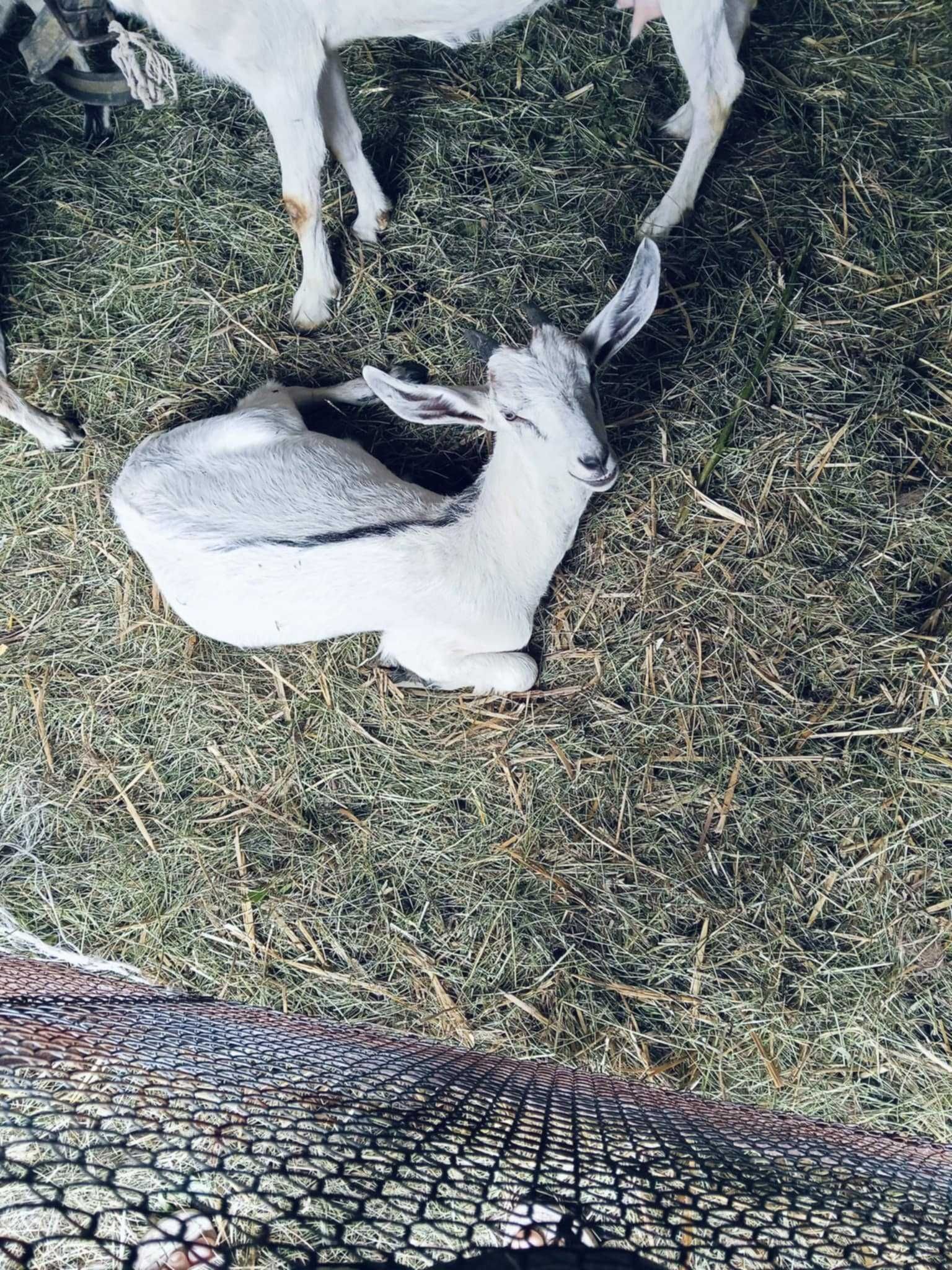 koziołki i kózki po mlecznych kozach