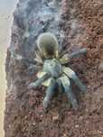 Pająk ptasznik Monocentropus balfouri samiczka 5.5 dc
