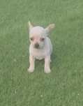 Chihuahua macho creme
