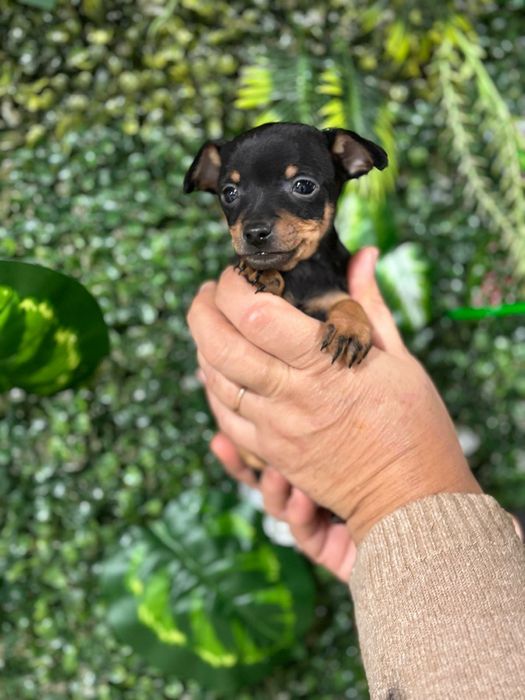 Pinscher preto afogueado machocho