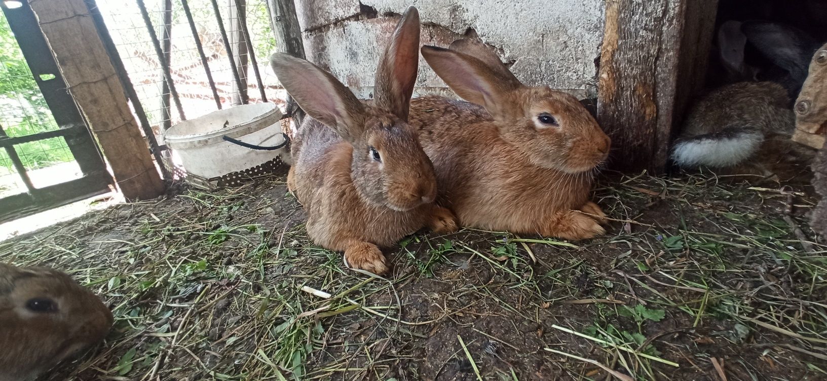 Продам самци и самки э молодняк