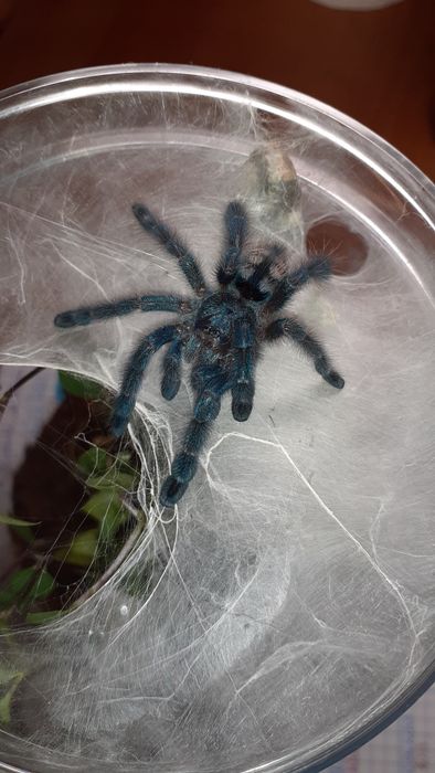 Caribena versicolor samica L7