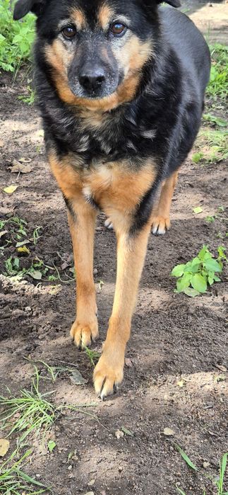 Suczka okolo 7 lat
