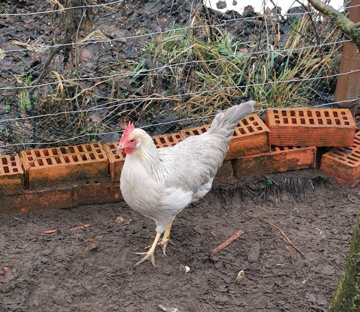 Jaja lęgowe mixy...Marans, Wyandotta, Włoszka, Araukana, Ayam Cemani