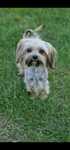 Suczka rasy Morkie