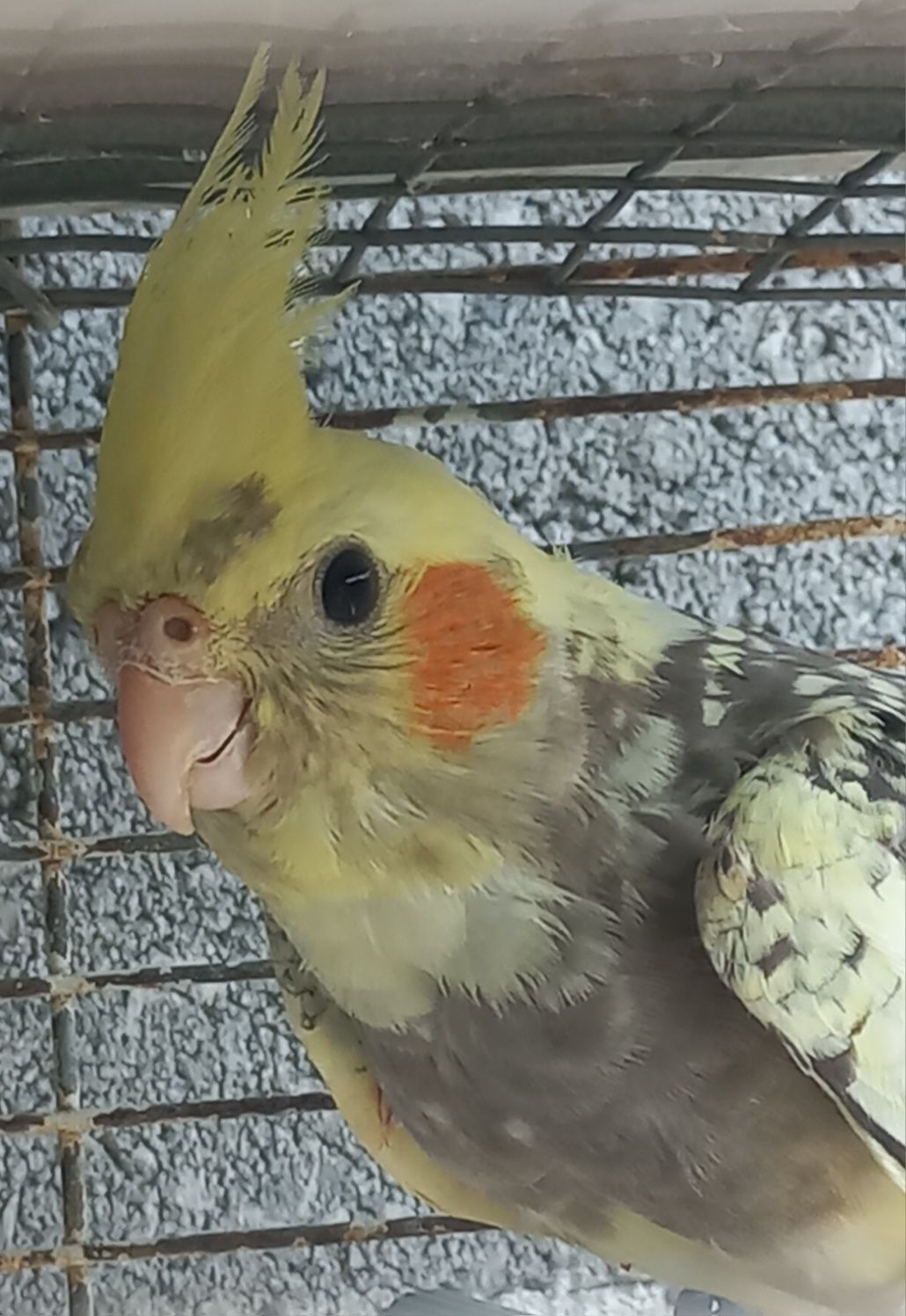 Aves novas para ceder