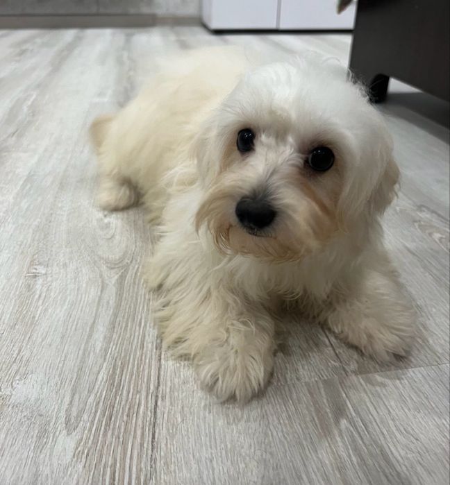 У продажі дівчинка  Мальтіпу F1