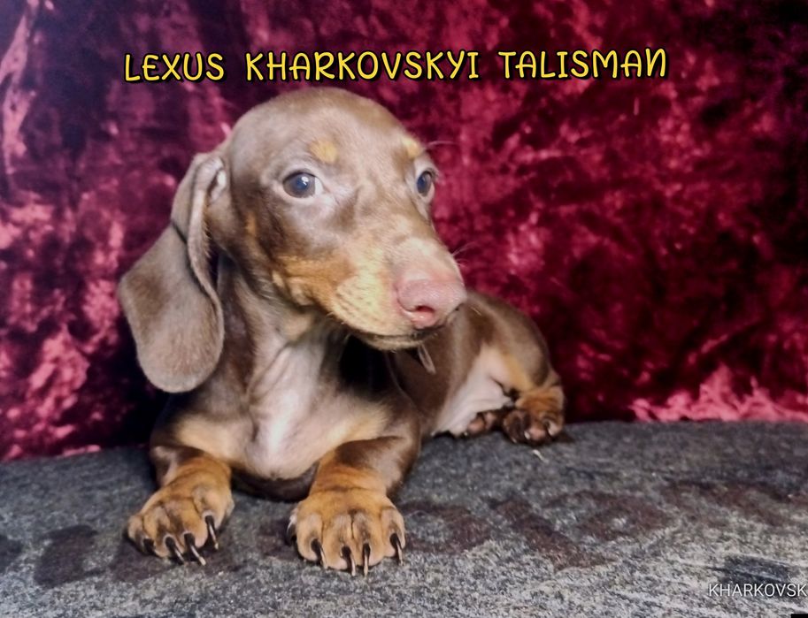 Коричнево-підпалий хлопець кріль з документами КСУ -FCI